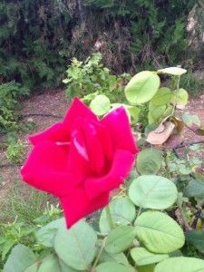 alt="el cultivo de la rosa"