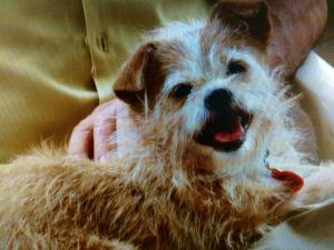 alt="Anécdotas de un currante, historia de mis cuatro perros"
