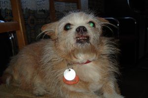 alt="Cuqui, la perrita que mordía"