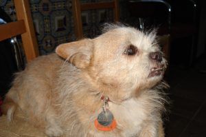 alt="Cuqui, la perrita que mordía"