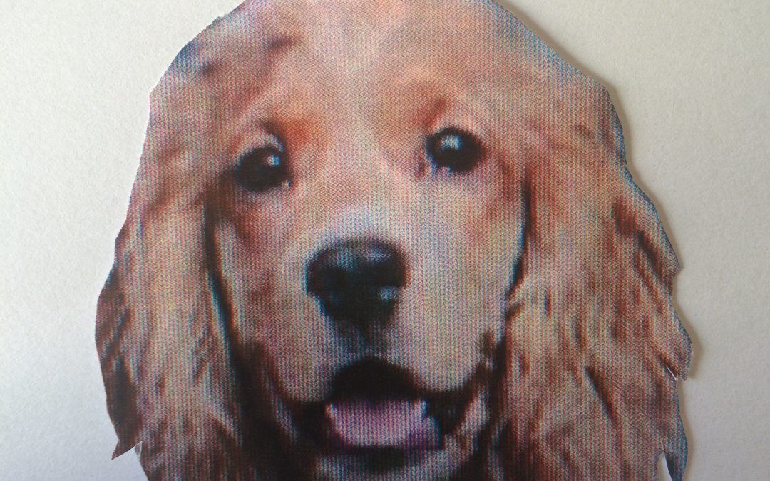 Clay, un  Cocker Spaniel muy especial