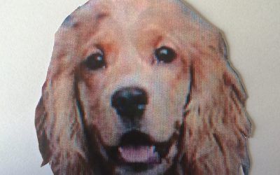 Clay, un  Cocker Spaniel muy especial