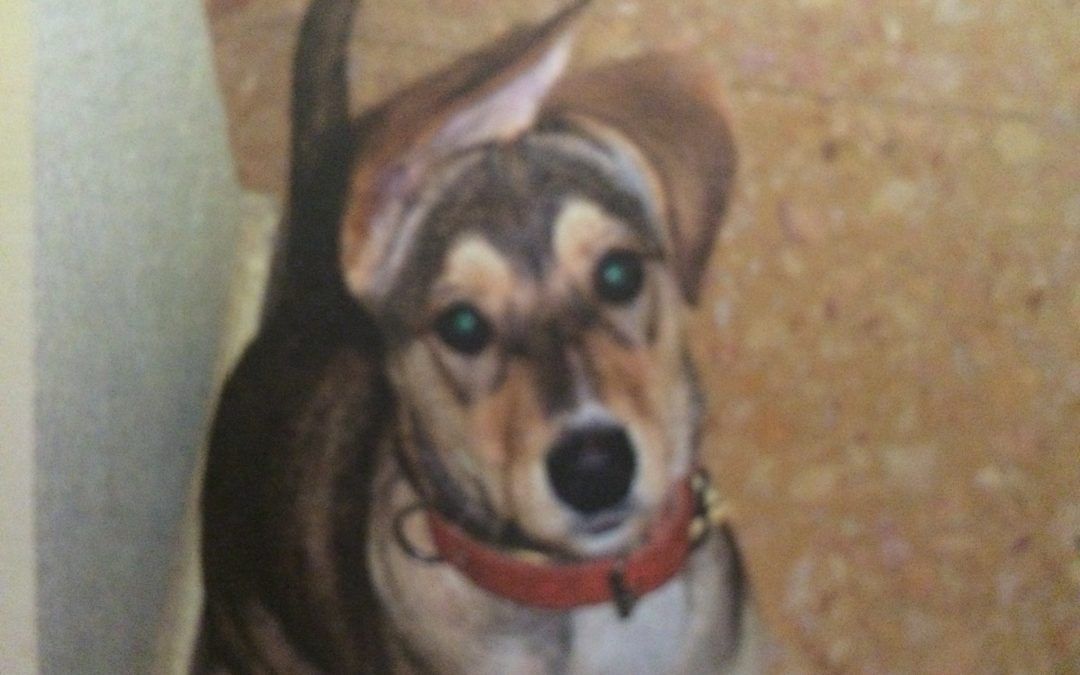 Malú, la loca de la casa. El perro de la alegría.