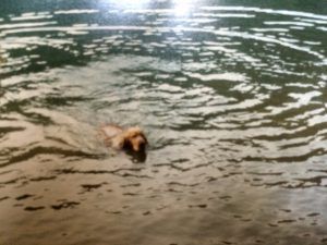 alt=" Clay, el perro al que le gustaba nadar"