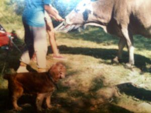 alt="Clay, el perro al que le gustaba nadar"